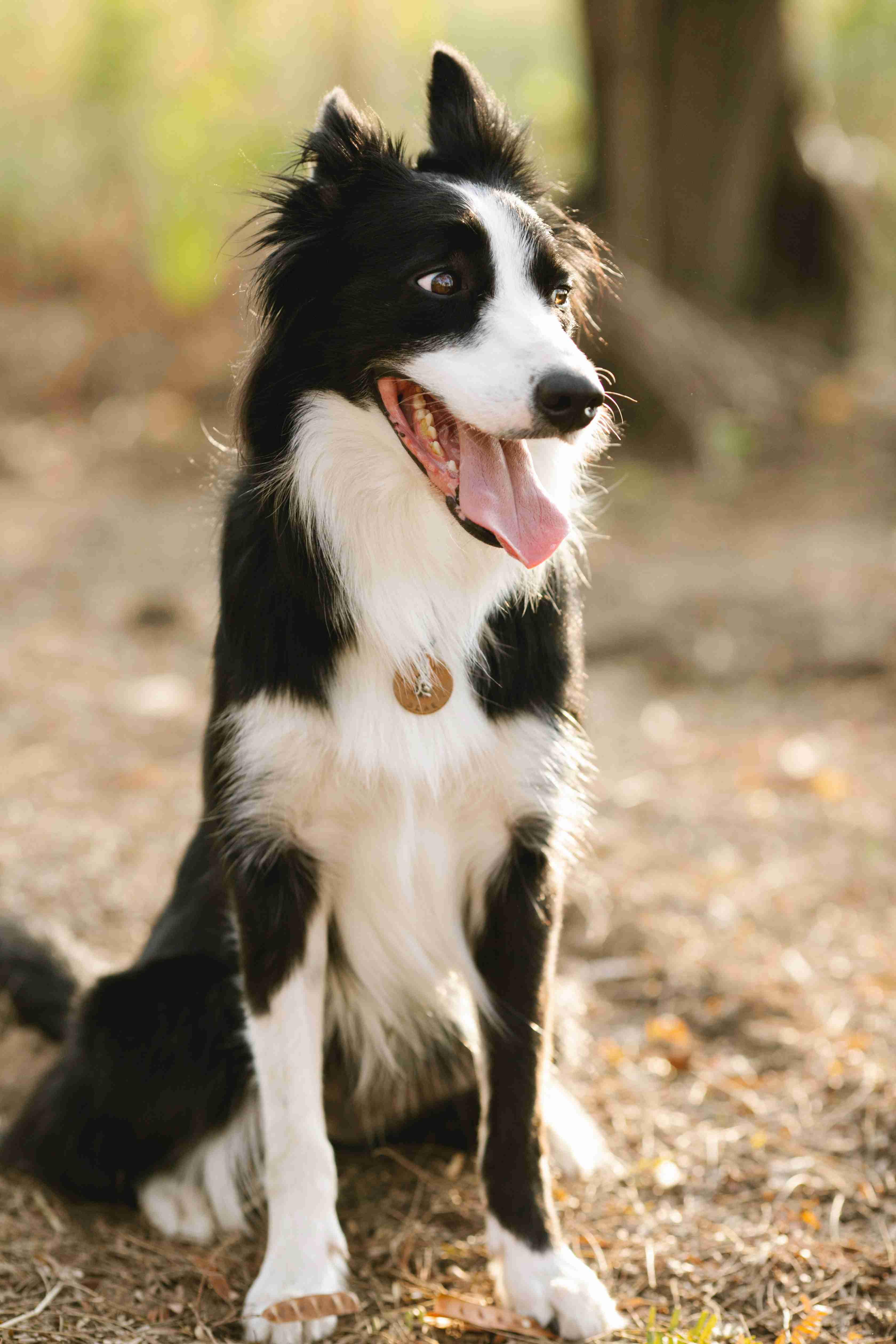 Border Collie Training: How to Help Your Dog Adjust to New Noises and Scents